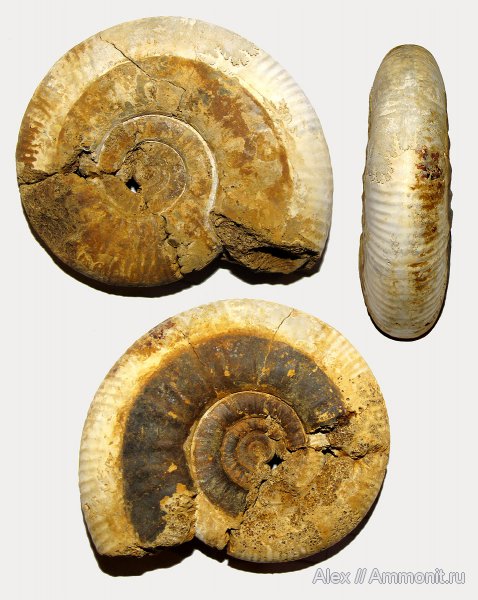 аммониты, юра, нижний келловей, келловей, Никитино, Perisphinctidae, Anaplanulites, Ammonites, Callovian, Jurassic, Middle Jurassic, Lower Callovian