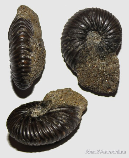 юра, нижний келловей, келловей, Pseudocadoceras, Никитино, Cadoceratinae, Cardioceratidae, Callovian, Jurassic, Middle Jurassic, Lower Callovian