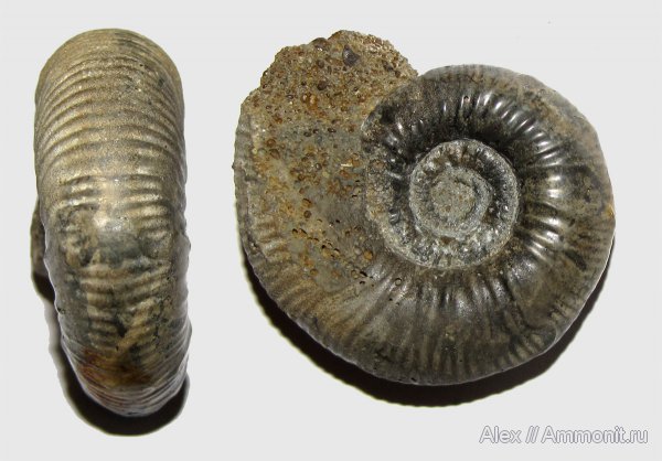 аммониты, юра, нижний келловей, келловей, Indosphinctes, Никитино, Choffatia, Perisphinctidae, Subgrossouvria, Ammonites, parabolae, Megastriae, Callovian, Jurassic, Middle Jurassic, Lower Callovian