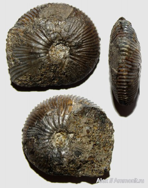 аммониты, юра, Kosmoceras, нижний келловей, келловей, Никитино, Kosmoceratidae, Kosmoceras anterior, Ammonites, Callovian, Jurassic, Middle Jurassic, Lower Callovian