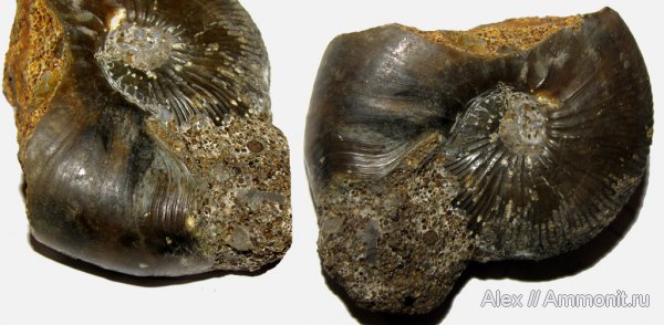 аммониты, юра, Kosmoceras, нижний келловей, келловей, Никитино, Sigaloceras, устье, Kosmoceratidae, Kosmoceras enodatum, Ammonites, Callovian, Jurassic, Middle Jurassic, Lower Callovian