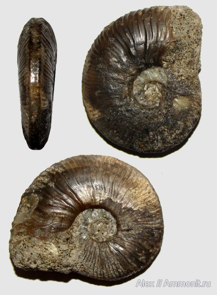 юра, Kosmoceras, нижний келловей, келловей, Никитино, Sigaloceras, Gulielmiceras anterior, Gulielmiceras, Callovian, Jurassic, Middle Jurassic, Lower Callovian