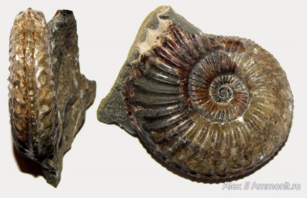 аммониты, юра, Amoeboceras, кимеридж, Cardioceratidae, Ammonites, Таймыр, Cardioceratinae, Amoebites, Kimmeridgian, Jurassic, Upper Jurassic