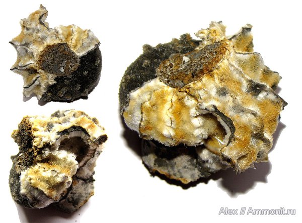 аммониты, нижний келловей, Rondiceras, Никитино, Ammonites, Lower Callovian