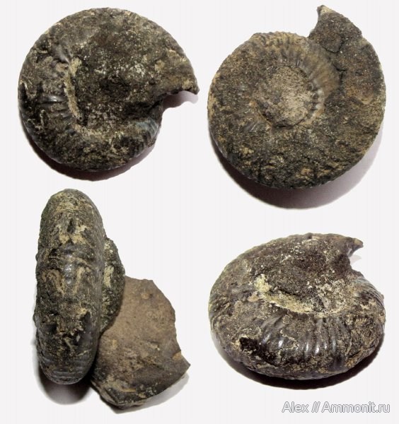 аммониты, мел, Surites, Никитино, берриас, Ammonites, Berriasian, Cretaceous
