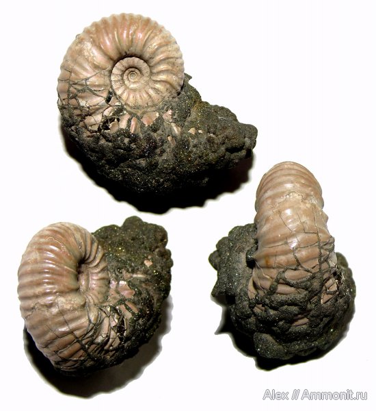 аммониты, юра, Михайлов, келловей, Quenstedtoceras, Спартак, ?, ранние Quenstedtoceras, Eichwaldiceras, Cardioceratidae, Ammonites, Callovian, Jurassic, Middle Jurassic