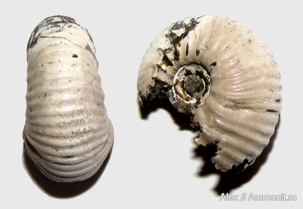 аммониты, юра, келловей, Quenstedtoceras, Спартак, ранние Quenstedtoceras, Cardioceratidae, Ammonites, Callovian, Jurassic, Middle Jurassic