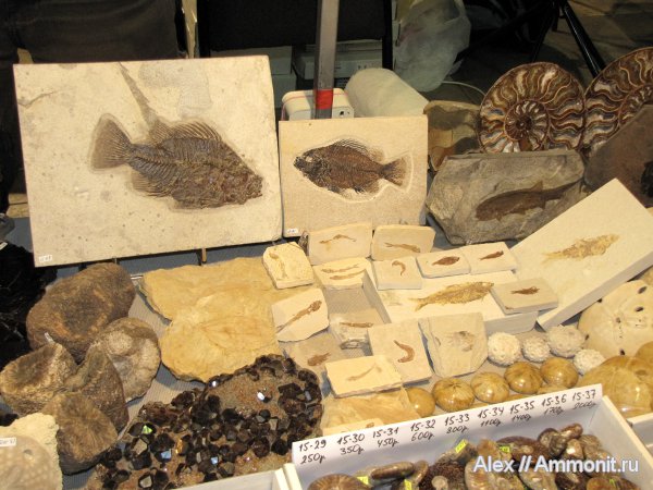 аммониты, рыбы, коммерция, выставки, Гемма, шишки, Ammonites, fish