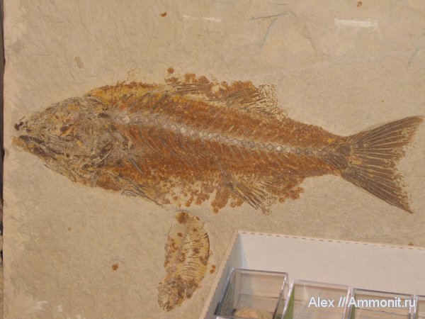 США, рыбы, эоцен, fish