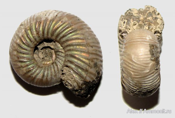 аммониты, оксфорд, р. Унжа, Perisphinctidae, ?, Михаленино, Ammonites, parabolae, Oxfordian