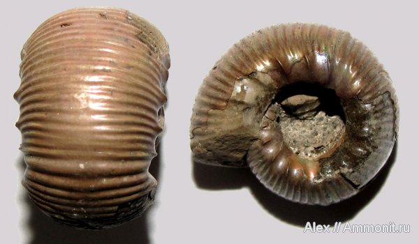 аммониты, юра, кимеридж, Rasenia, р. Унжа, Михаленино, Ammonites, Aulacostephanidae, Kimmeridgian, Jurassic, Upper Jurassic
