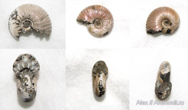 аммониты, юра, Funiferites, келловей, Quenstedtoceras, Спартак, ранние Quenstedtoceras, Cardioceratidae, Ammonites, Callovian, Jurassic, Middle Jurassic