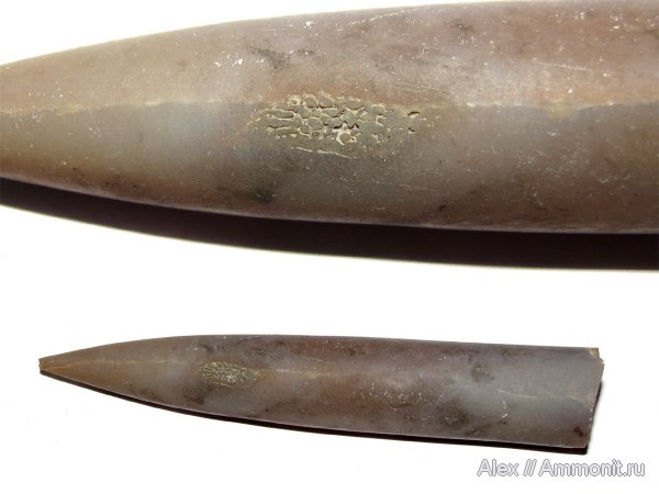 белемниты, юра, Михайлов, Cylindroteuthis, келловей, forma aegra granulata, Callovian, Jurassic, Middle Jurassic, belemnites