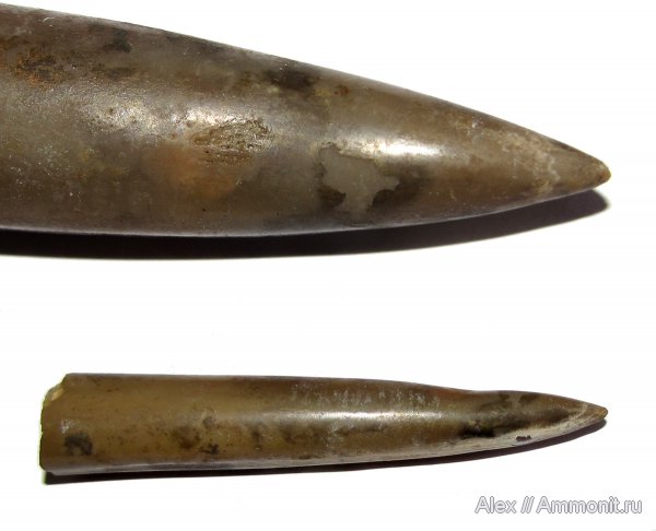 белемниты, юра, Михайлов, Cylindroteuthis, келловей, forma aegra granulata, Callovian, Jurassic, Middle Jurassic, belemnites