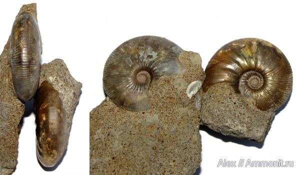 юра, Kosmoceras, нижний келловей, келловей, Никитино, Sigaloceras, Kosmoceratidae, Kosmoceras enodatum, Callovian, Jurassic, Middle Jurassic, Lower Callovian