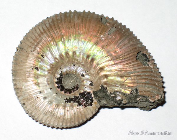 аммониты, юра, Михайлов, Kosmoceras, келловей, Kosmoceras phaeinum, Kosmoceratidae, Ammonites, Callovian, Jurassic, Middle Jurassic