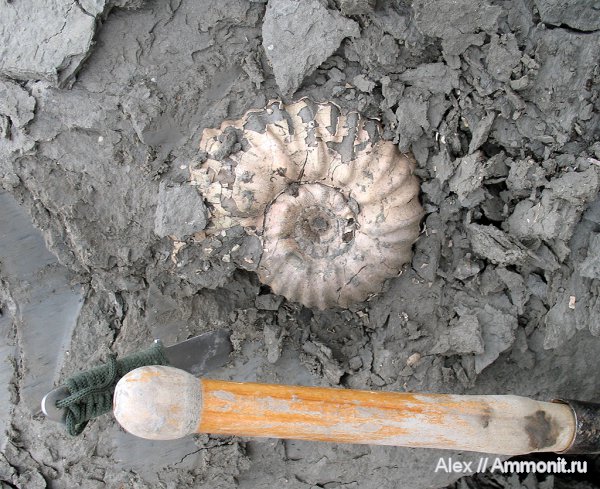 аммониты, юра, Михайлов, Erymnoceras, келловей, Erymnoceras doliforme, Ammonites, Pachyceratidae, Callovian, Jurassic, Middle Jurassic