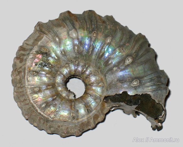 аммониты, юра, Михайлов, Kosmoceras, келловей, Kosmoceras gemmatum, Kosmoceratidae, Ammonites, Callovian, Jurassic, Middle Jurassic