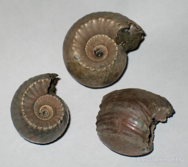 аммониты, юра, Михайлов, Erymnoceras, Erymnoceras doliforme, Ammonites, Pachyceratidae, Jurassic