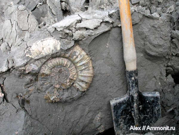 аммониты, юра, Михайлов, Binatisphinctes, юрский период, макроконхи, келловей, Perisphinctidae, Ammonites, Macroconchs, Callovian, Jurassic, Middle Jurassic