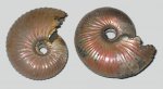 Pseudocadoceras и Funiferites