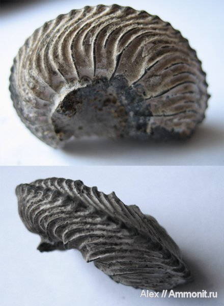 аммониты, юра, Пески, Cardioceras, оксфорд, нижний оксфорд, Ammonites, Oxfordian, Lower Oxfordian, Jurassic