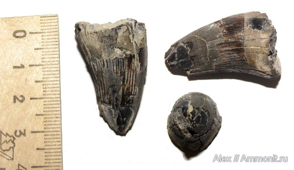 рептилии, Михайлов, юрский период, зубы, плиозавры, келловей, Liopleurodon, зубы рептилий, Callovian, Jurassic, Middle Jurassic, teeth