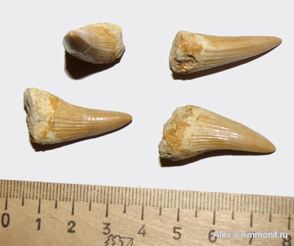мел, зубы, мозазавры, Platecarpus, Platecarpus ptychodon, Cretaceous, teeth