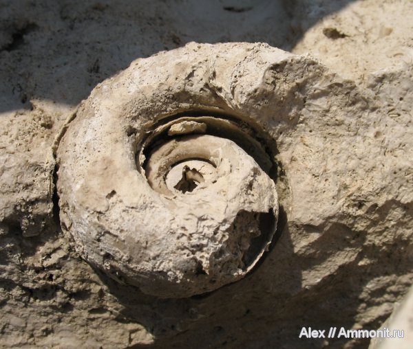 гастроподы, карбон, Цемгигант, каменноугольный период, Bellerophon, Carboniferous, Bellerophontidae