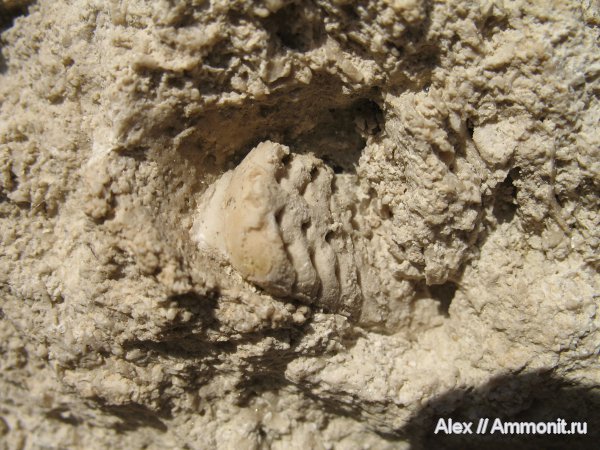 карбон, каменноугольный период, прямораковинные головоногие, Carboniferous, Actinocerida