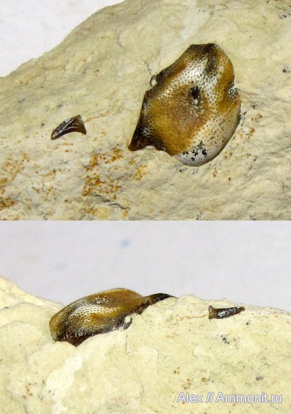 карбон, рыбы, зубы, fish, teeth