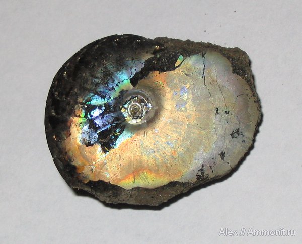 аммониты, юра, Фили, юрский период, волжский ярус, Garniericeras, Garniericeras catenulatum, Ammonites, Volgian, Jurassic