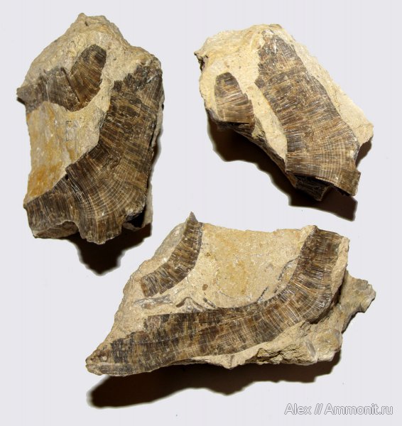 губки, Chaetetes