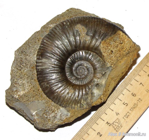 нижний келловей, келловей, Никитино, Elatmites, Perisphinctidae, Anaplanulites, Callovian, Middle Jurassic, Lower Callovian