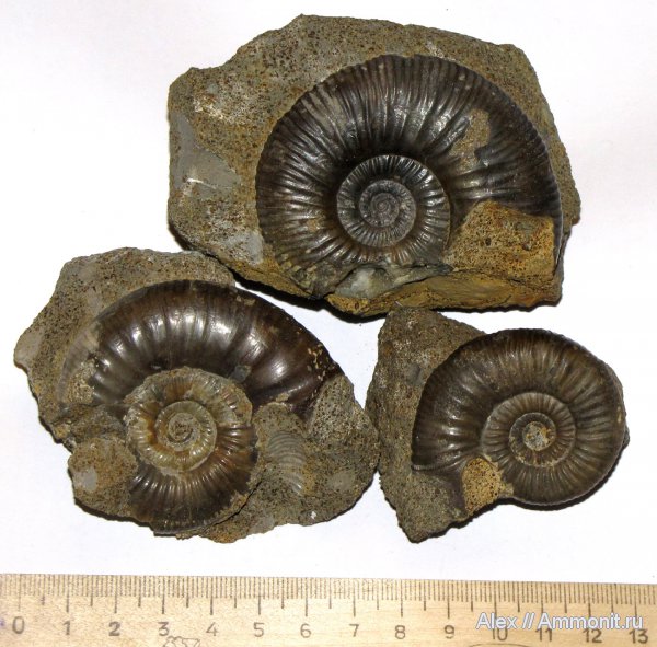 микроконхи, нижний келловей, келловей, Indosphinctes, Никитино, Elatmites, Perisphinctidae, Indosphinctes nikitinoensis, Anaplanulites, Microconchs, Callovian, Middle Jurassic, Lower Callovian