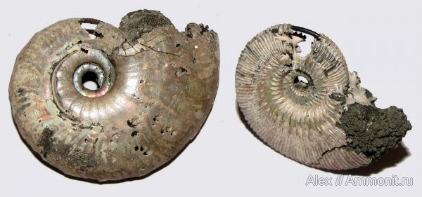 юра, Михайлов, Lunuloceras, Kosmoceras, келловей, сифон, Sublunuloceras, Hecticoceratinae, Kosmoceratidae, Sublunuloceras lonsdalii, Callovian, Jurassic, Middle Jurassic