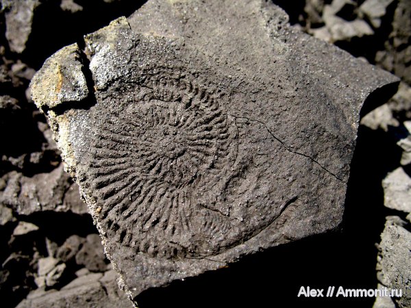 аммониты, юра, Голутвин, оксфорд, Cardioceratidae, Ammonites, Oxfordian, Jurassic