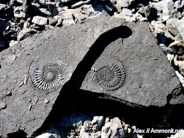 аммониты, юра, Голутвин, Cardioceras, оксфорд, Amoeboceras, Cardioceratidae, Ammonites, Oxfordian, Jurassic