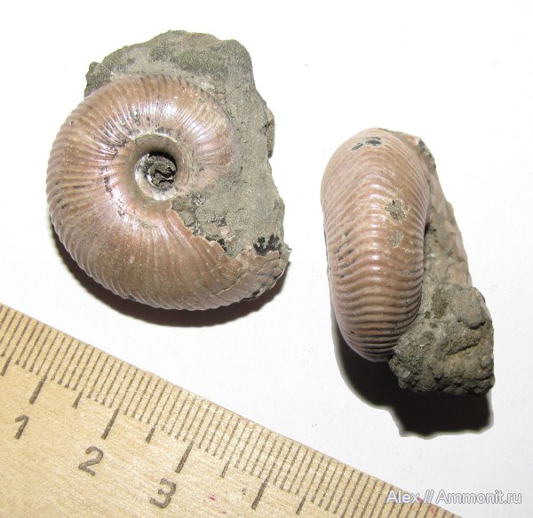 аммониты, юра, Михайлов, Funiferites, келловей, Cadoceratinae, Cardioceratidae, Ammonites, Callovian, Jurassic, Middle Jurassic