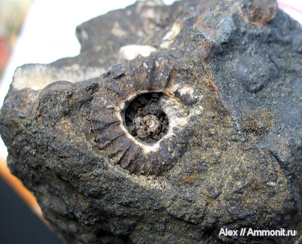 аммониты, Москва, Pavlovia, р. Шмелевка, Pavlovia pavlovi, зона Dorsoplanites panderi, Ammonites, Dorsoplanitidae