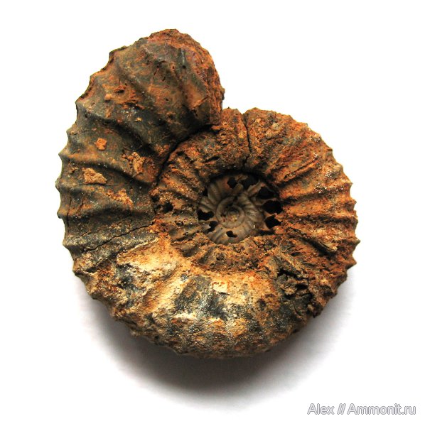 аммониты, юра, Москва, Pavlovia, р. Шмелевка, Pavlovia pavlovi, зона Dorsoplanites panderi, волжский век, Ammonites, Dorsoplanitidae, Volgian, Jurassic