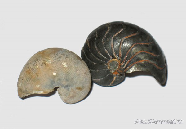 Михайлов, наутилусы, юрский период, келловей, Cenoceras, Nautilida, Nautilidae, Callovian, Jurassic, Middle Jurassic