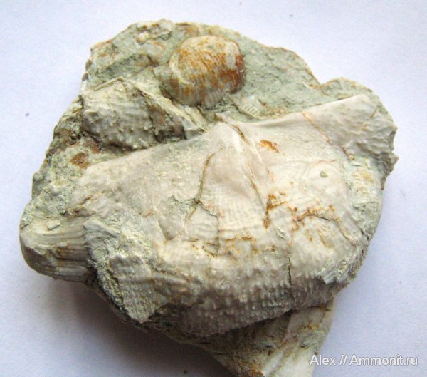 брахиоподы, карбон, Цемгигант, верхний карбон, плеченогие, Admoskovia inflatiformis, Admoskovia, Productida