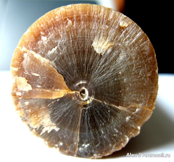 белемниты, юра, Пески, Cylindroteuthis, келловей, Callovian, Jurassic, Middle Jurassic, belemnites