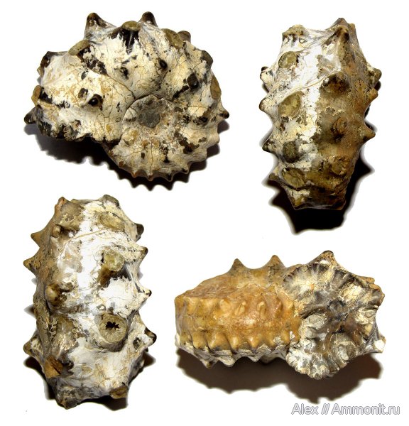 аммониты, мел, альб, Ammonites, Protohoplites, Albian, Cretaceous