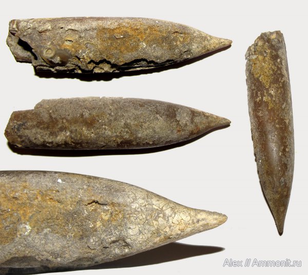 белемниты, юра, Цемгигант, оксфорд, Simobelus oxyrhynchus, Simobelus, Oxfordian, Jurassic, belemnites