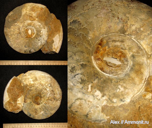 аммониты, юра, макроконхи, нижний келловей, келловей, Indosphinctes mutatus, Indosphinctes, Никитино, Perisphinctidae, Ammonites, Macroconchs, Callovian, Jurassic, Middle Jurassic, Lower Callovian