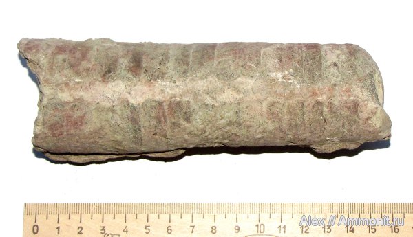 ордовик, головоногие моллюски, эндоцерасы, Endoceras, Endocerida, Ordovician