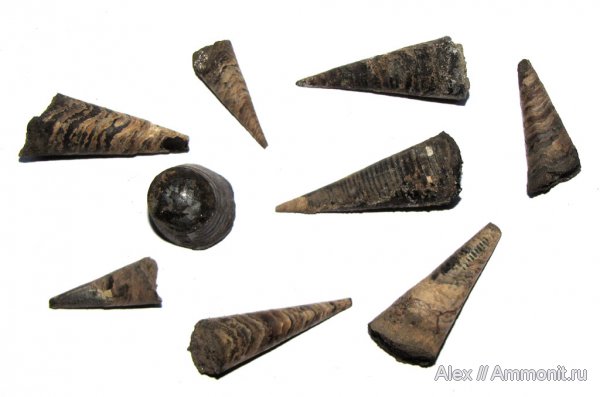 белемниты, юра, юрский период, фрагмоконы, Jurassic, belemnites, phragmocones