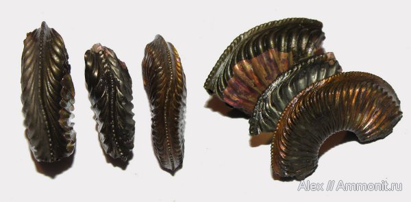 аммониты, оксфорд, Amoeboceras, прижизненные повреждения, Ammonites, forma undaticarinata, Oxfordian